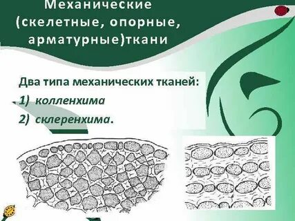 В каких частях тела встречается механическая ткань