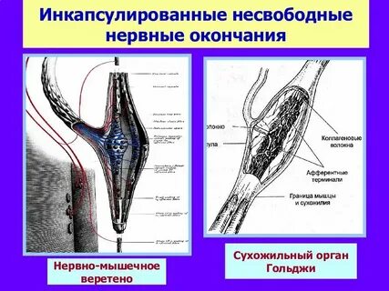 Рабочий орган чувствительные нервные окончания чувствительный