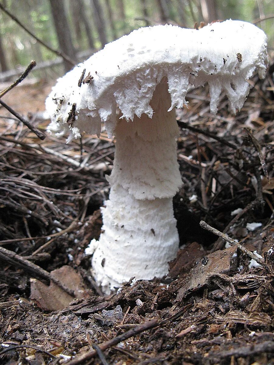 Amanita smithiana. Amanita design последние новости.