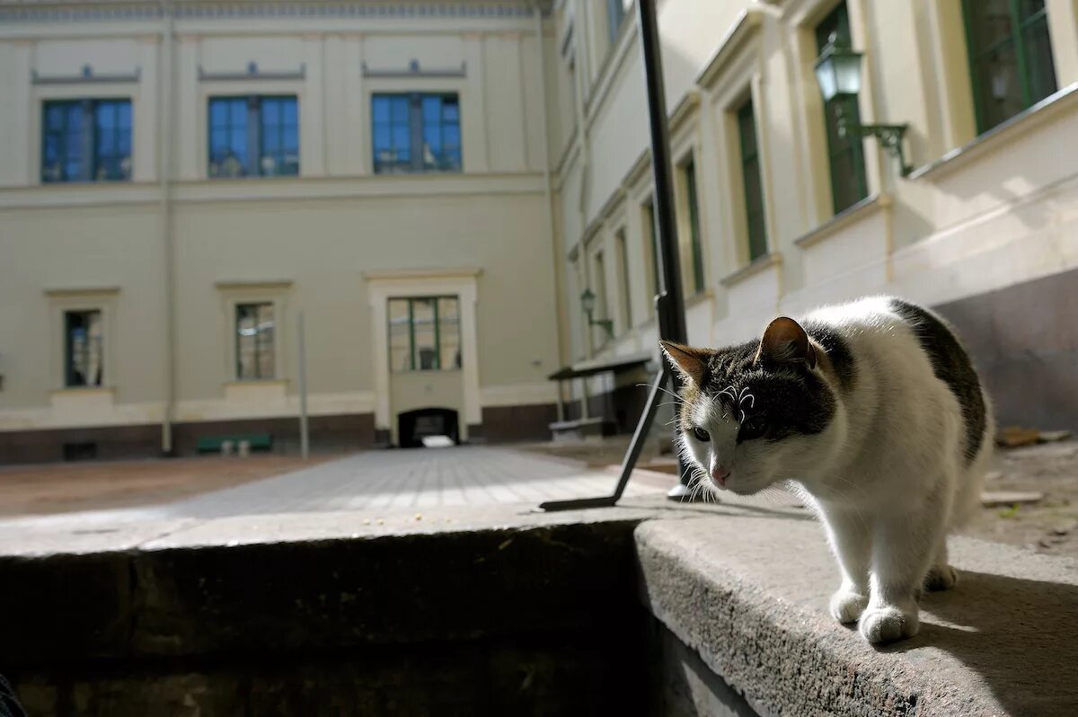 Эрмитаж коты. Эрмитажные коты. коты эрмитажа. день эрмитажного кота. эрмики коты эрмитажа.
