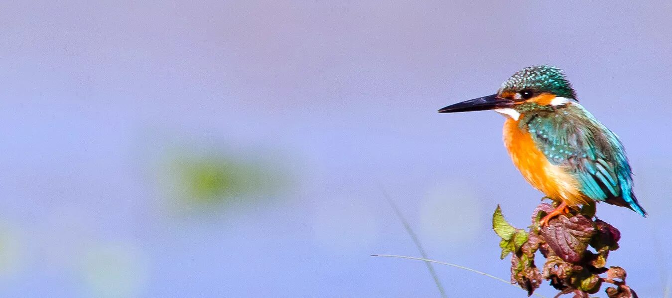 Bird watcher. Birdwatching. watch birds. bird watching meaning.