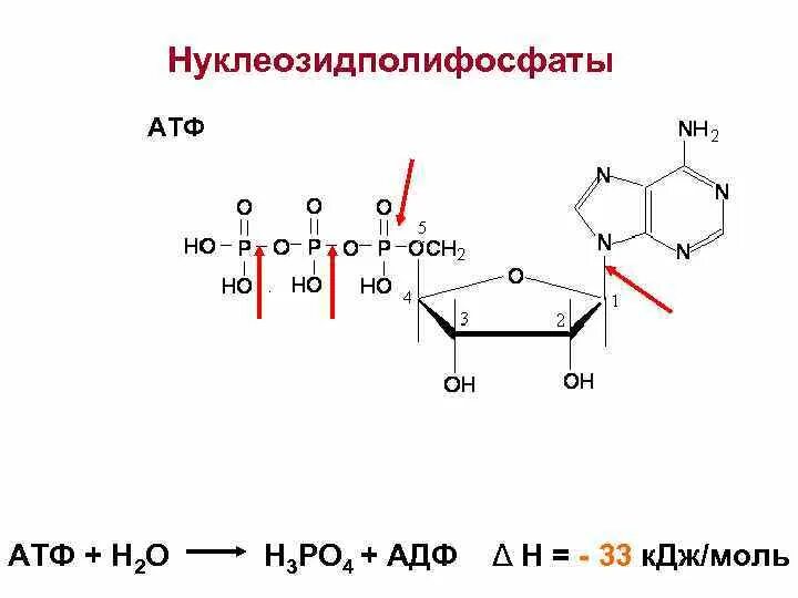 Атф ростов. Нуклеозидполифосфаты строение. Аденозин 5 дифосфат. Аденозин 5 фосфат.