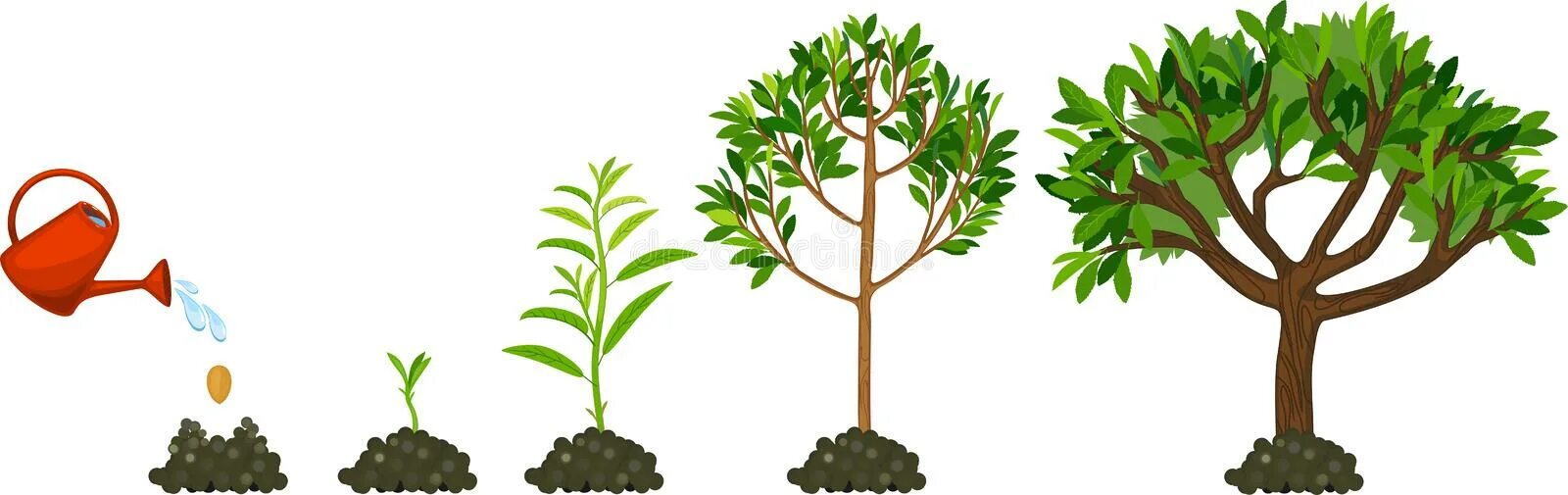 Какое деревце будет расти быстрее и развиваться. Этапы роста дерева. Рост дерева. Этапы поста дерева для дошкольников. Цикл роста дерева для детей.