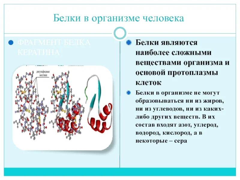 Белок в организме человека. Белки в человеческом организме. Важность белка в организме человека. Роль белков в организме человека. Собственные белки человека