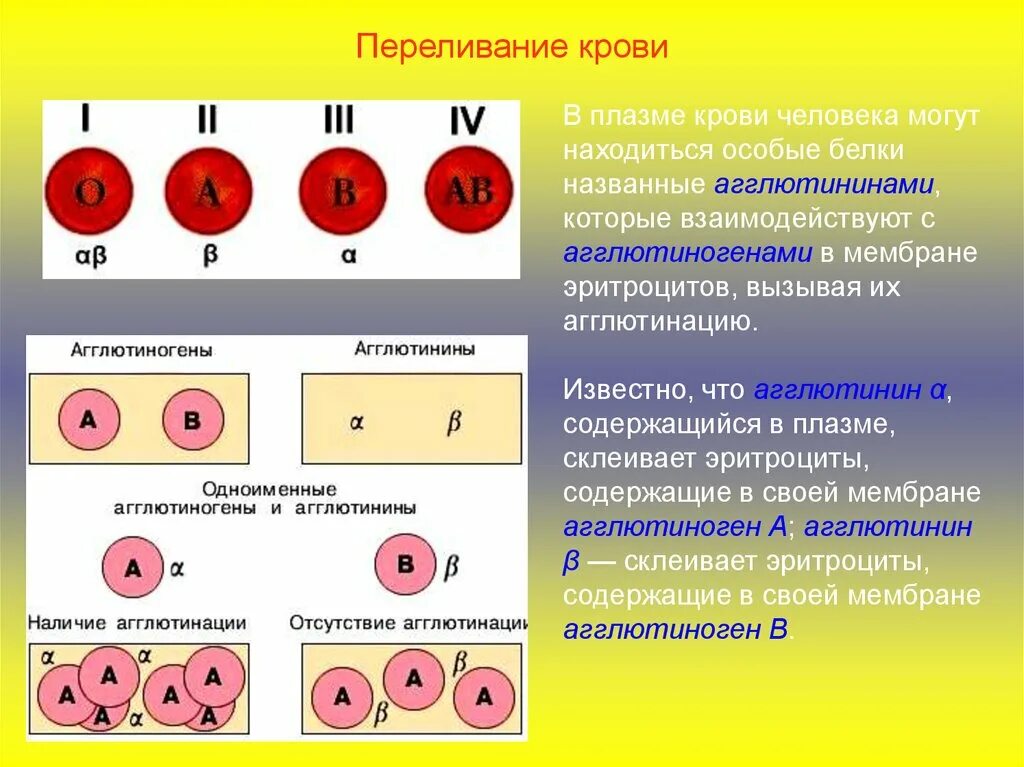 Агглютиноген и агглютинин. Переливание крови агглютинины. Группы крови таблица агглютинины и агглютиногены. Группы крови переливание.