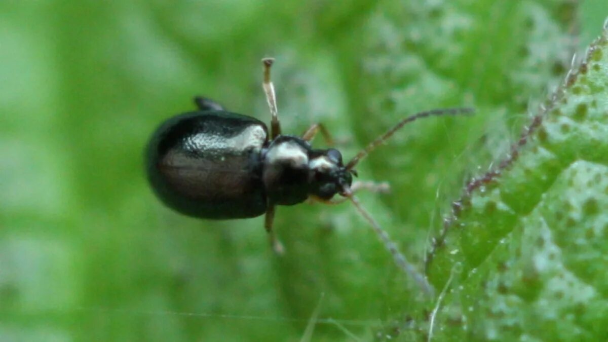 Блошки фото. Aphthona euphorbiae. Льняная блошка. Синяя крестоцветная блошка. Жук блошка.