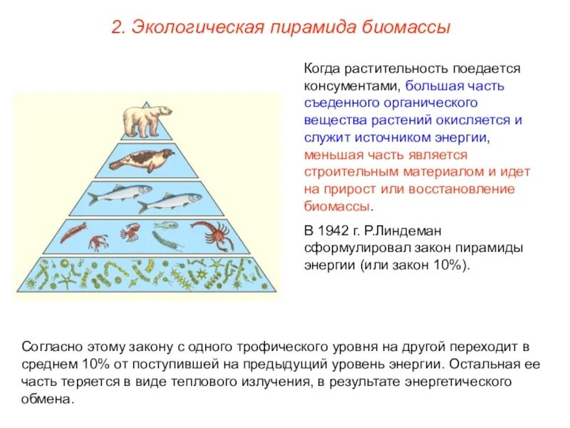 Пирамиды биология 11 класс. Экологические пирамиды пирамида биомасс. Пирамиды численности и биомассы это в биологии. Пирамида биомасс пирамида чисел пирамида энергии. Экологическая пирамида биомассы Перевернутая.
