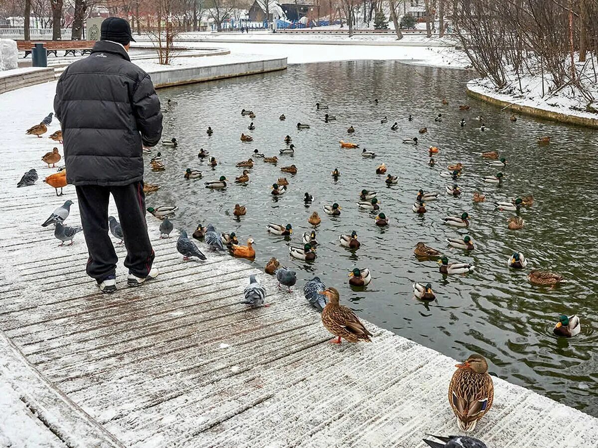 Чем кормить уток в городе. Утка в пруду зимой. Покормить уточек. Кормить уток хлебом. Кормление уток.