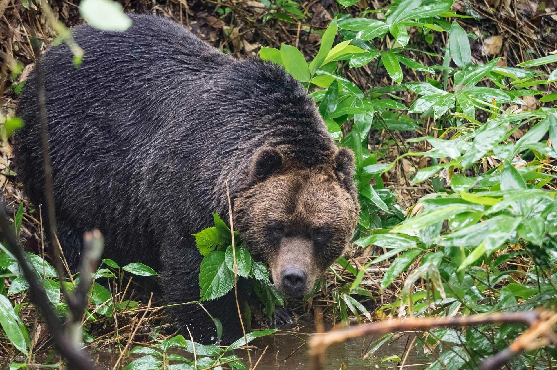 Подвиды бурого медведя. Бурый медведь самка. Кадьяк (медведь). Медведь гризли в канаде. Американский черный медведь барибал.