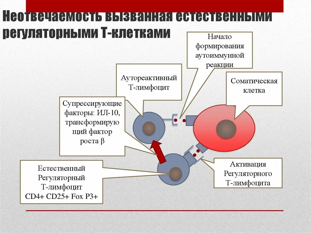 Регуляторные т клетки. Регуляторные т лимфоциты. Регуляторная функция т-лимфоцитов. Т регуляторные клетки иммунология. Регуляторные функции т лимфоцитов иммунология.