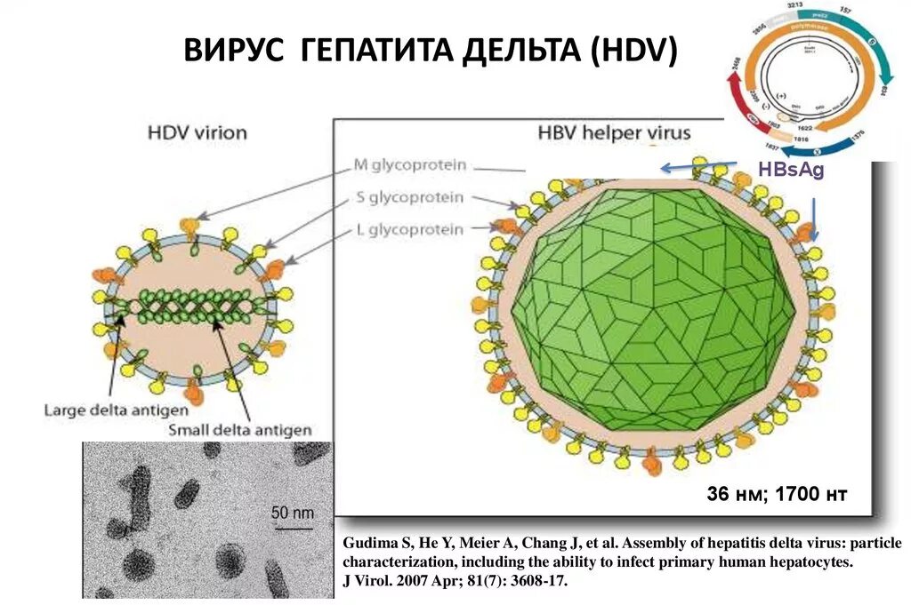 Гепатит в мире. Рибозим вируса гепатита Дельта. Строение вируса гепатита д. Вирус гепатита Дельта антигены. Вирус гепатита д микробиология.