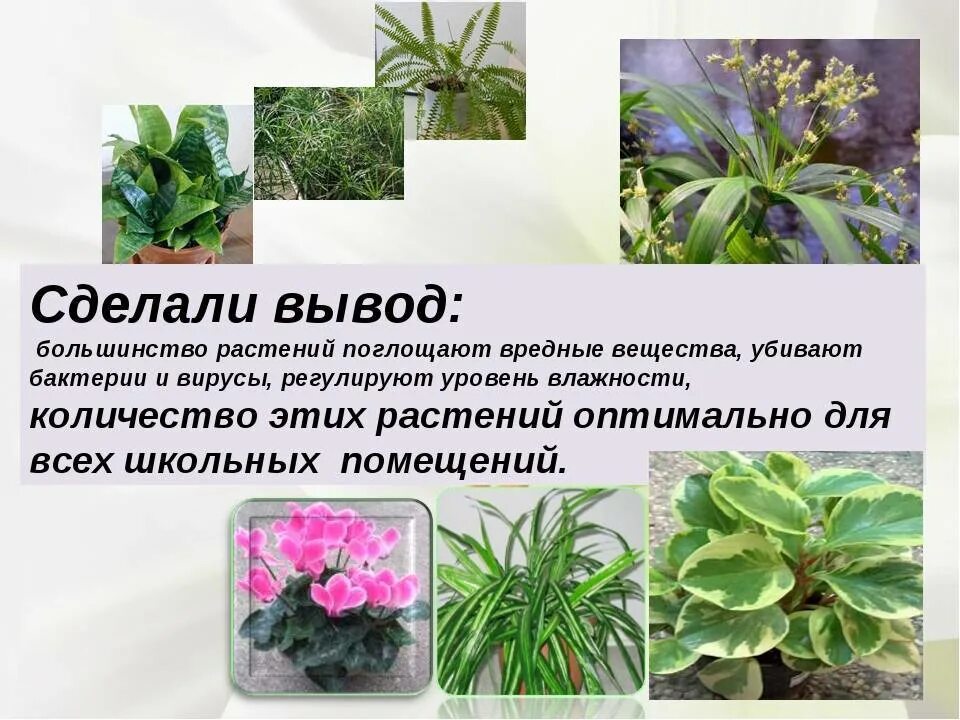 Растения поглощающие влагу. Ядовитые домашние цветы. вредные комнатные растения. вредные и ядовитые комнатные растения. ядовитые лекарственные комнатные растения.