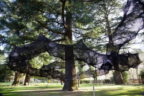 Tree tops