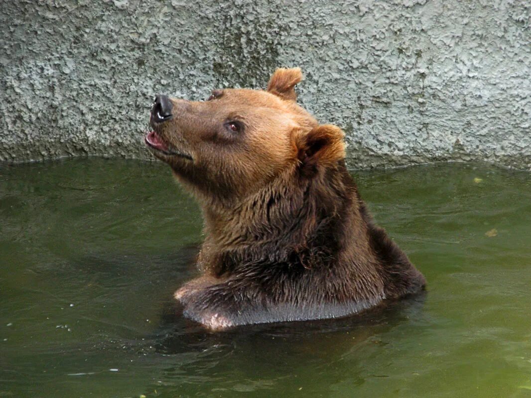медведица купает медвежат. медведь купается. белый медведь купается. купание медвежат бианки. бурый медведь купается в реке.
