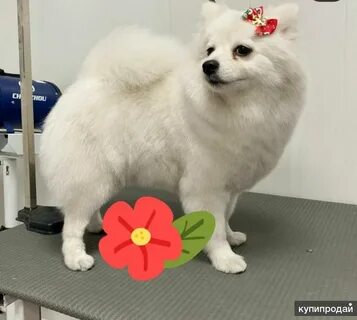 Щенок шпица иркутск