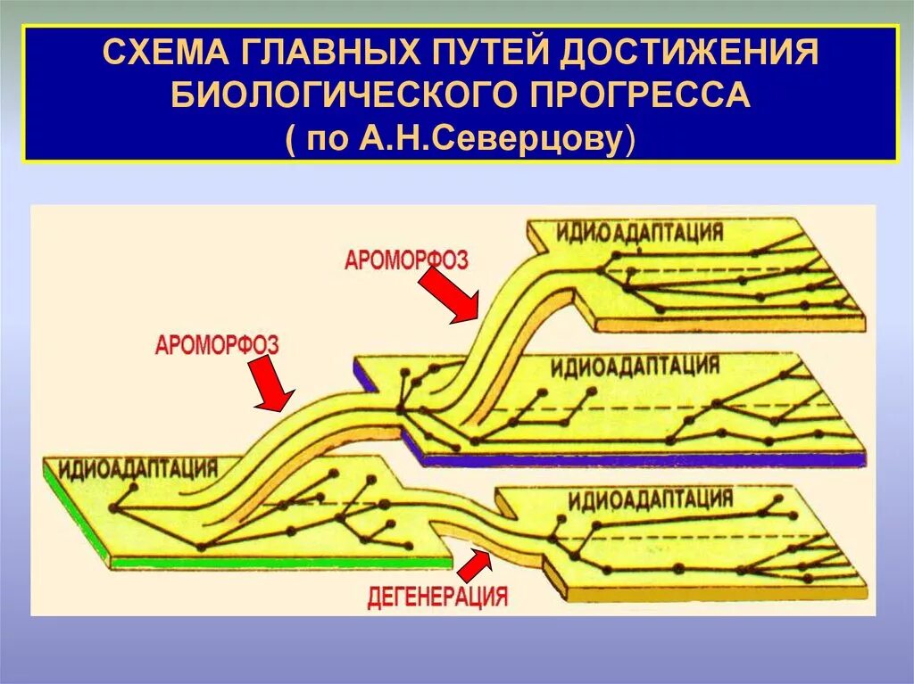 Схема биологического прогресса