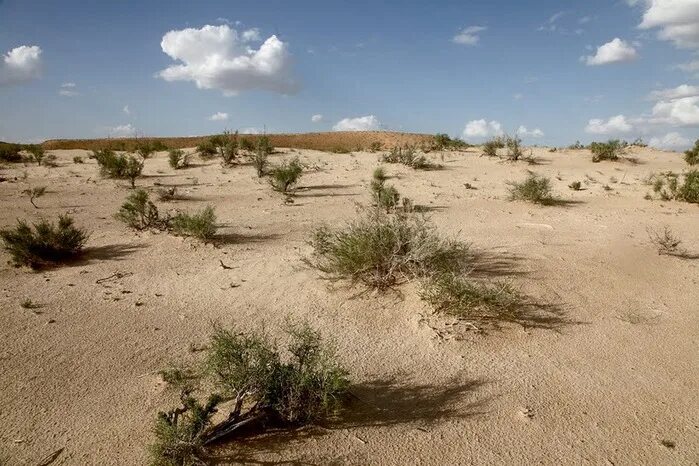 опустынивание каспийского моря. пустыня каспийского моря. калмыкия побережье каспия. пустыня каспийского моря. казахстан каспий пустыня.