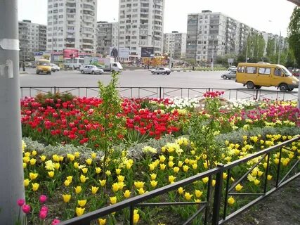 Цвет новороссийск
