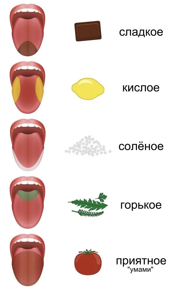 Вкусовые зоны языка. Зоны вкуса на языке. Соленый кислый сладкий Горький умами. Фф горькое сладкое