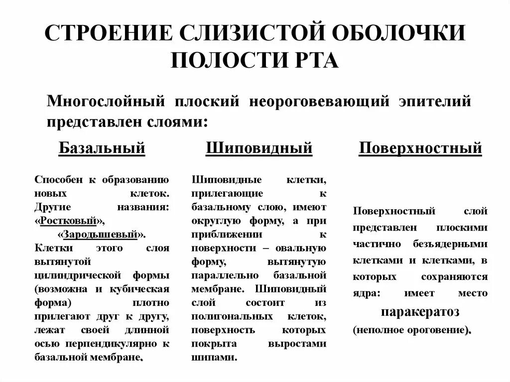 Слои слизистой полости рта. Строение и функции слизистой оболочки полости рта. Строение слизистой оболочки анатомия. Строение слизистой оболочки ротовой полости. Классификация строение слизистой оболочки полости рта.