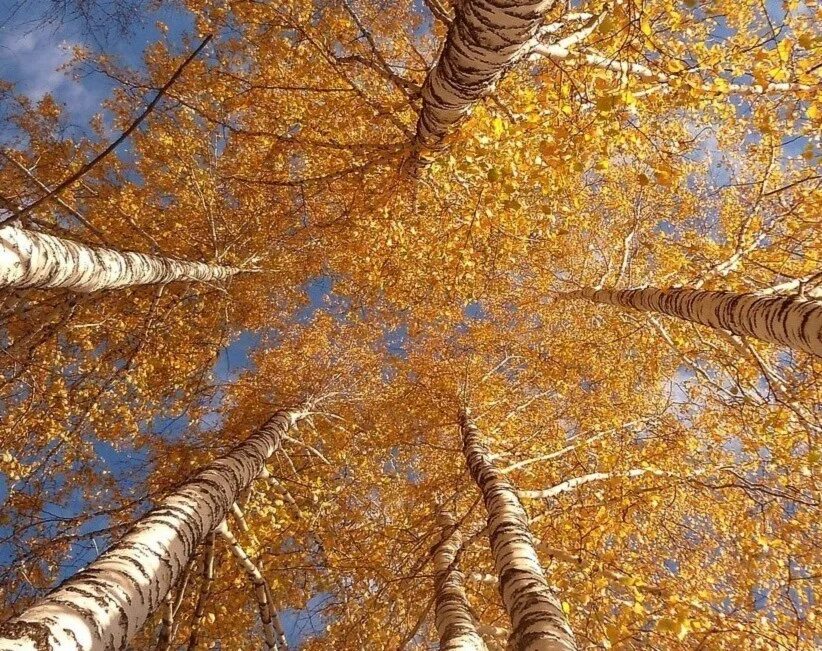 Песня золотом покрыты. Золотая осень. Дерево покрытое золотом. Осень золотом покрыла. Золотая осень Ярославль.