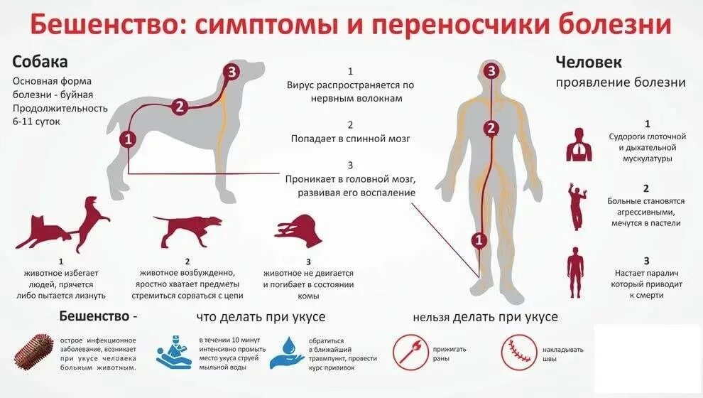 Переносчики опасных заболеваний. Периоды развития бешенства. Основные симптомы бешенства у человека. Укусы больных бешенством животных симптомы. Основные клинические симптомы бешенства.