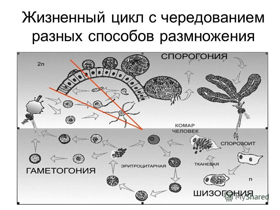жизненный цикл папоротника схема егэ. цикл развития папоротника щитовника мужского. цикл размножения грибов. жизненный цикл голосеменных растений сосна схема. улотрикс чередование поколений.