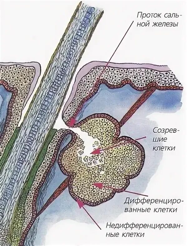 4 функция сальных желез. Секреторная клетка сальной железы. Строение сальной железы анатомия. Альвеолярное строение сальной железы.