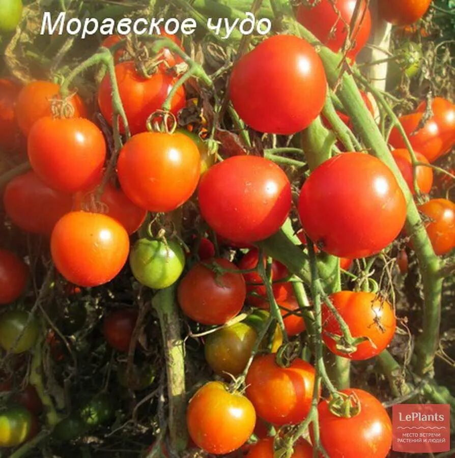 Помидоры сорт чудо. Томат ступике моравское чудо. моравское чудо томат описание. томат подсинское чудо. муранское чудо томат.