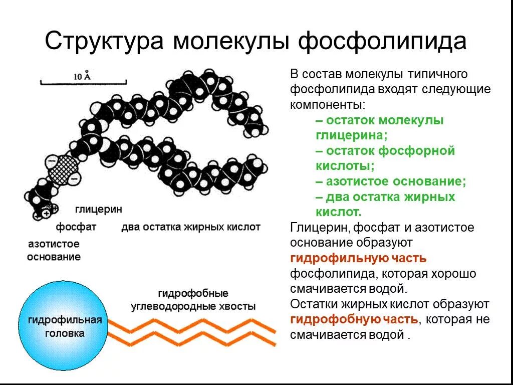 Строение фосфолипида. Фосфолипиды клеточной мембраны. Структурные компоненты фосфолипиды. Фосфолипидная мембрана строение. Фосфолипиды мембраны строение.