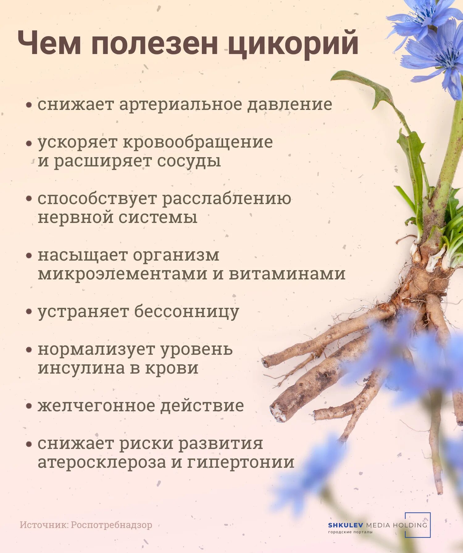 Можно ли цикорий при повышенном давлении. Цикорий и кофе сравнение. корни цикория место кофе. почему при варикозе противопоказан цикорий.