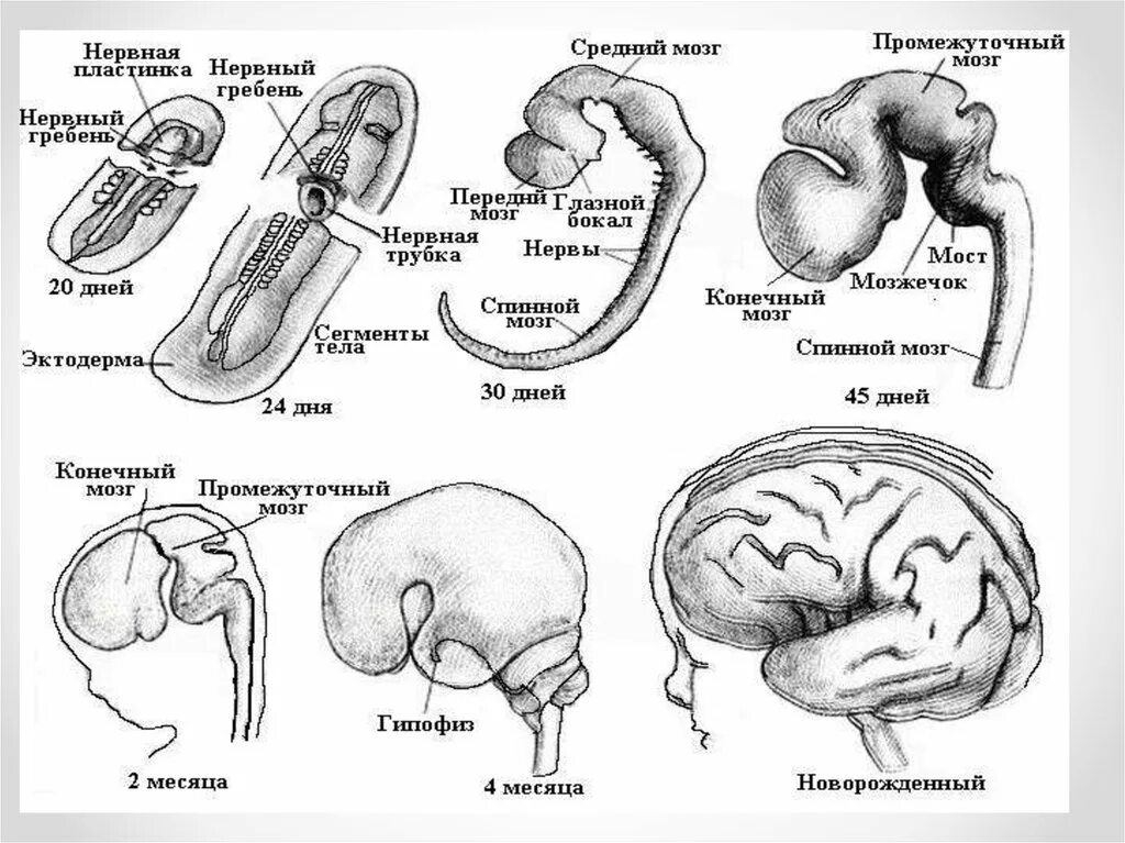 Этапы развития головного мозга схема. Этапы развития головного мозга в эмбриогенезе человека. Развитие структур нервной системы в онтогенезе. Онтогенез нервной системы головного мозга.