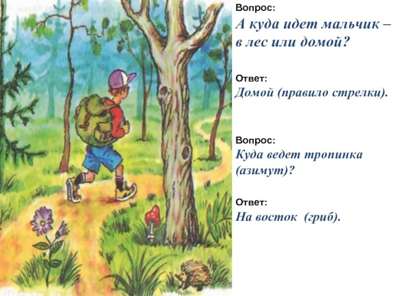 Куда идет мальчик. Ходить в лес. Мальчик идет по тропинке в лесу. Мальчик идет в лес. Почему в лес ходит