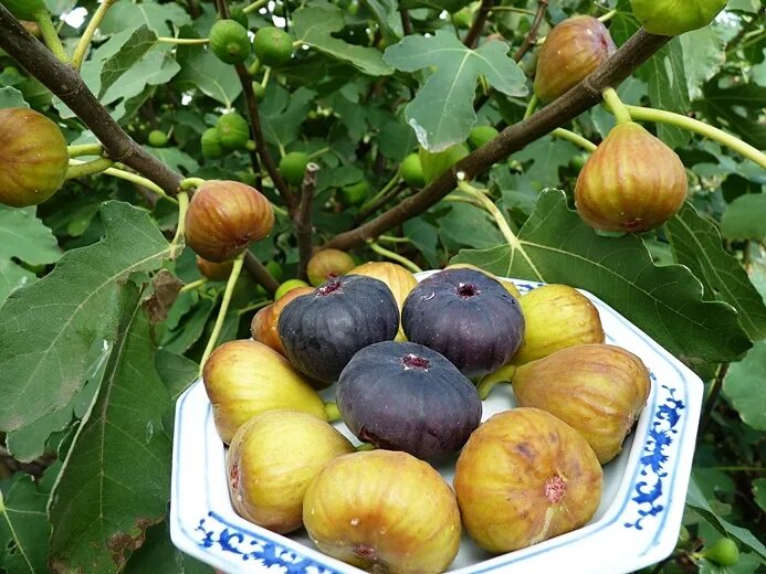 Инжир микроэлементы. Инжир. Инжир сорта брунсвик. Укрытие инжира опилками. Какие температуры выдерживает инжир.