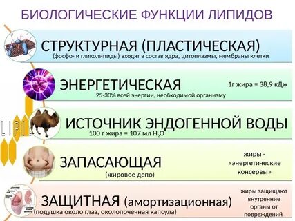 Выберите функции в организме человека