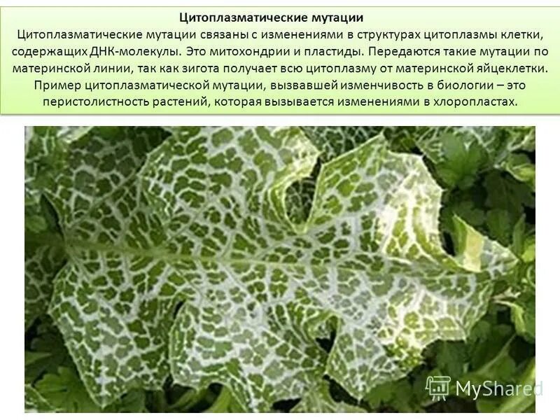 цитоплазматическая изменчивость примеры. хлоропластная наследственность. наследование пестролистности у растений. цитоплазматическая изменчивость примеры. цитоплазматические мутации.