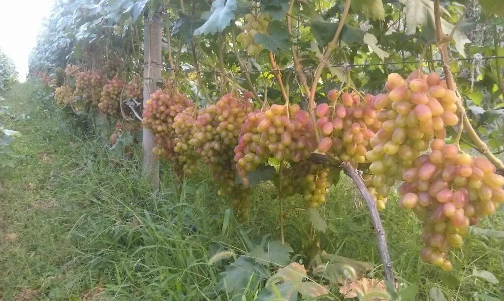 Виноград преображение морозостойкость описание сорта. Сорт винограда преображение. виноград тройка крайнова. виноград плодовый преображение (c3). виноград преображение формировка.