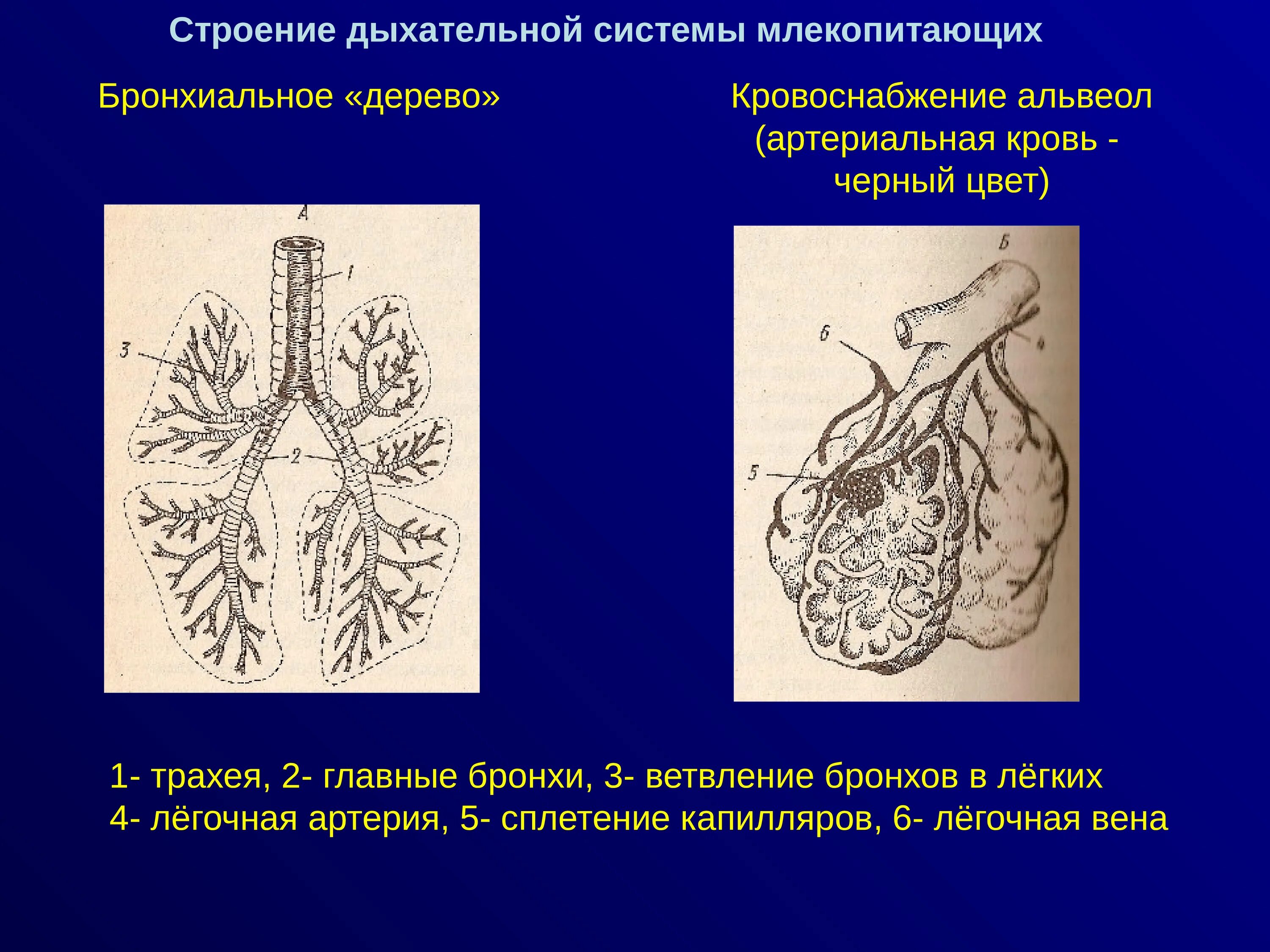 Дыхательное строение млекопитающих. Строение дыхательной системы млекопитающих. бронхиальное дерево млекопитающих. бронхи у млекопитающих. дыхательная система у морских млекопитающих.