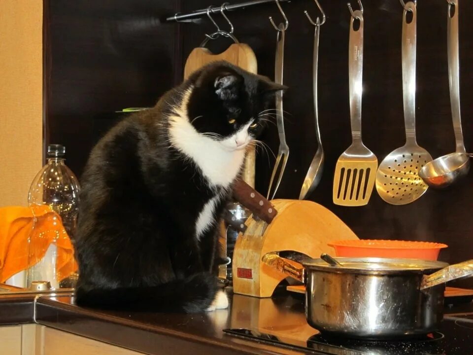 Cats kitchen. Кошка на кухне. Котик на кухне. Кот готовит. Смешные коты на кухне.