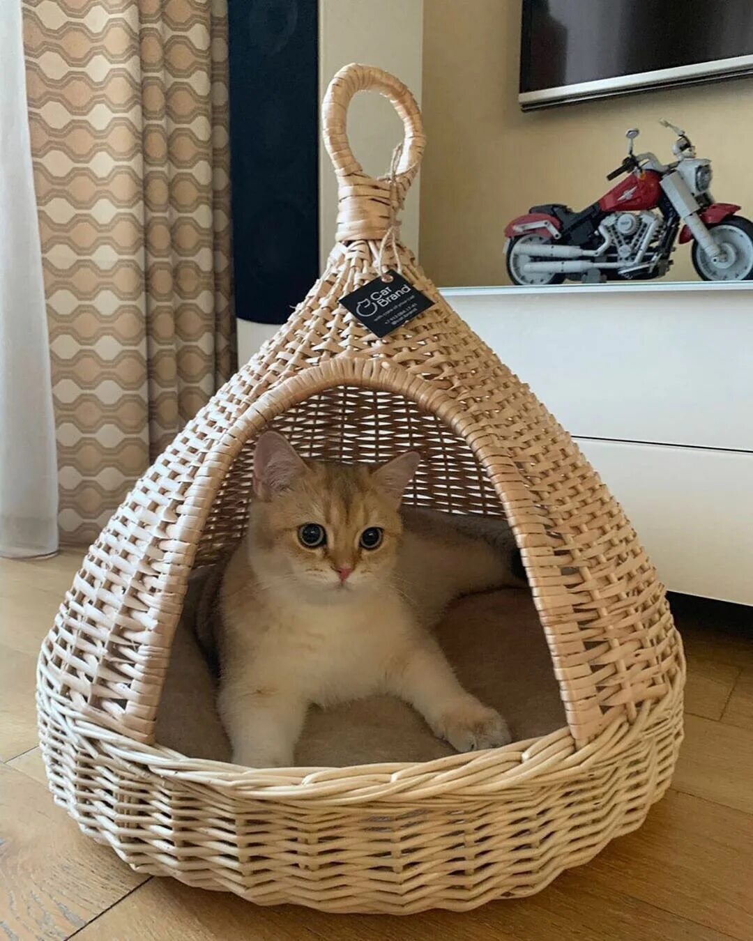 Котодом