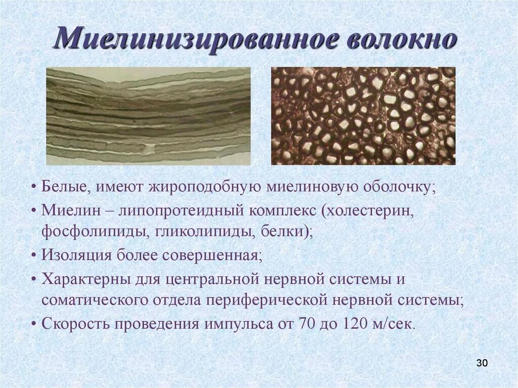 Миелинизированные и немиелинизированные нервные волокна. Миелинизированные нервные волокна. Миелинизированные нервные волокна. Свойства миелинизированных нервных волокон. Немиелинизированные волокна строение.