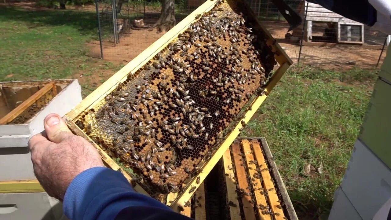 Видео пчеловодство новинки. Пасека Пчеловодство для начинающих. Разведение пчел. Пчеловодство для начинающих с чего начать. Пчеловодство с чего начать.