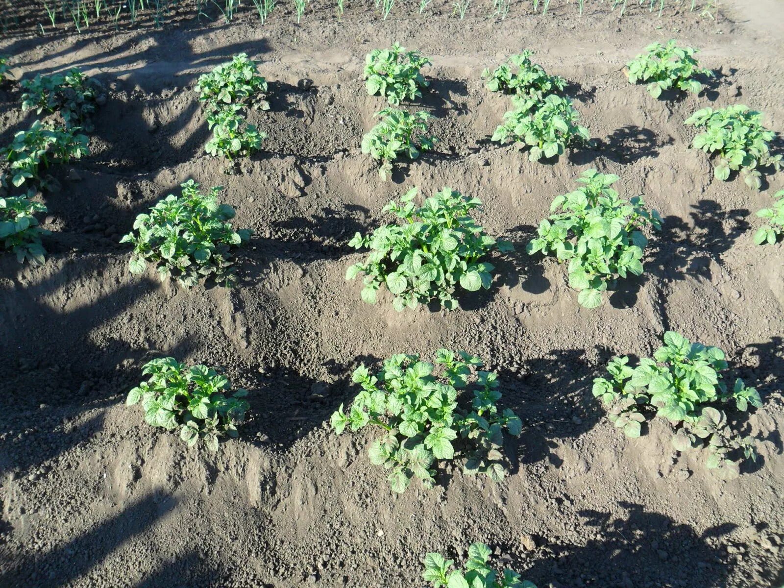 Окучивать это. Квадратно гнездовой метод посадки картофеля. Окучивание культурных растений. Картошка на грядке. Окученные грядки.