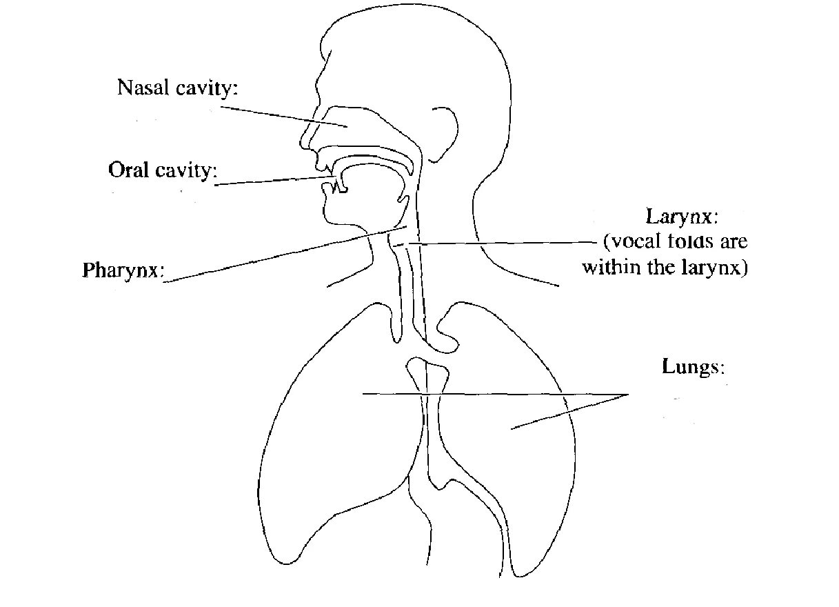 Passive organs of speech