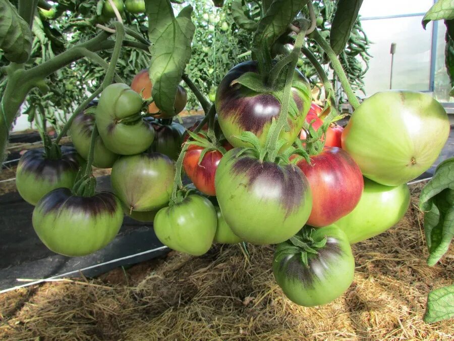 Томат кас 21 характеристика и описание сорта. Семена томатов kas 21. Сорт помидор томат кас 21. Томат кас 21 характеристика и описание сорта. Семена томатов kas 21.