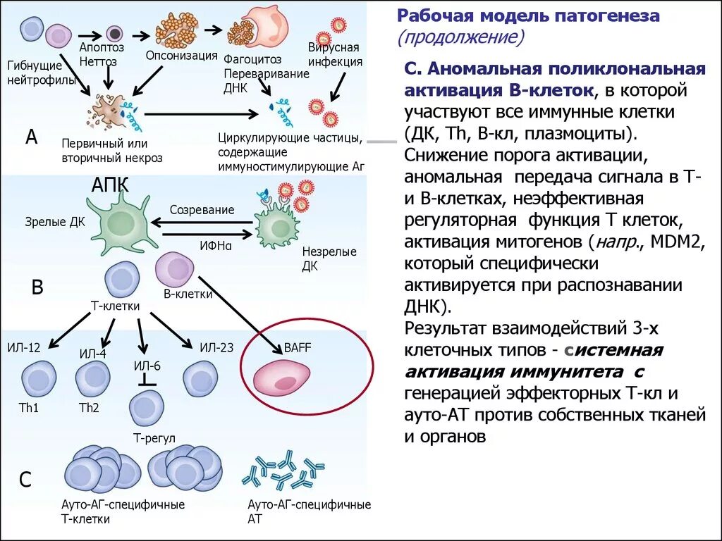 Синдром поликлональной активации лимфоцитов. Активация иммунокомпетентных клеток. Активированные иммунные клетки. Клеточный иммунитет фагоцитоз. Собственные иммунные клетки