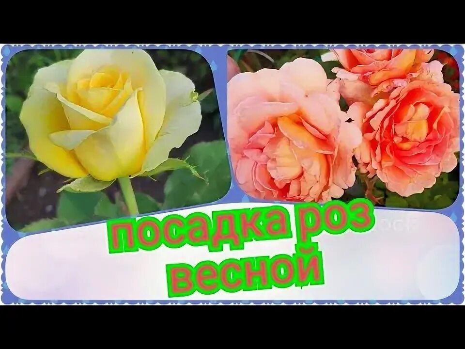 Как садить чайно гибридные розы. Как садить чайно гибридные розы