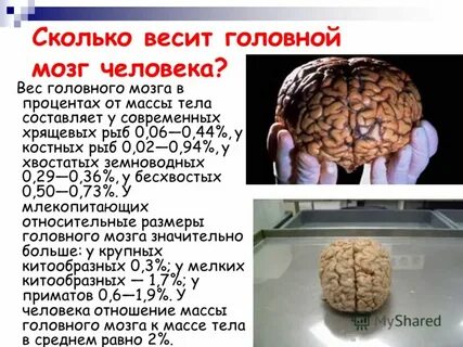Сколько гигабайт в мозге человека