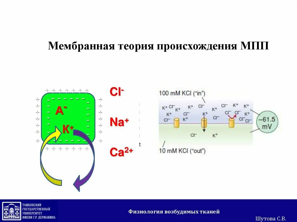Теория происхождения мембранного потенциала покоя. Ионно мембранная теория происхождения. Теория происхождения мембранного потенциала покоя. Ионно мембранная теория происхождения. Ионно-мембранная теория происхождения биопотенциалов.