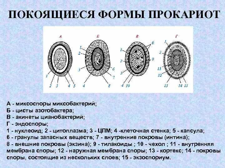 Спора специализированная клетка